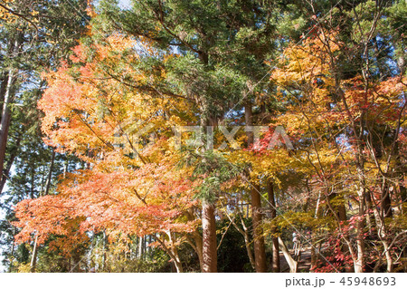 高尾山から小仏城山への登山道　もみじ台の紅葉 45948693