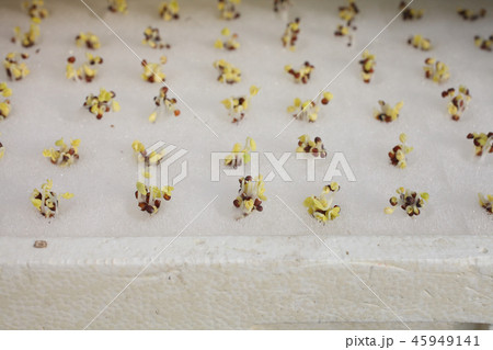 水耕栽培、野菜工場 水耕栽培、野菜工場 45949141