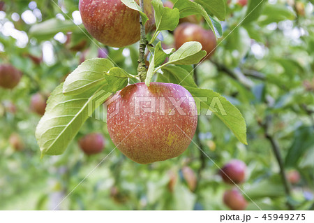 りんご狩りの季節 45949275