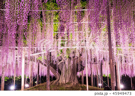 あしかがフラワーパーク 大藤 ライトアップ （栃木県足利市） 2018年4月 45949473