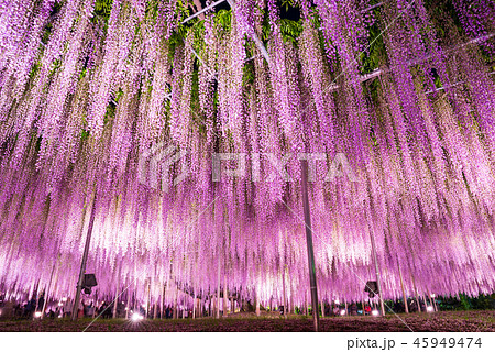 あしかがフラワーパーク 大藤 ライトアップ （栃木県足利市） 2018年4月 45949474