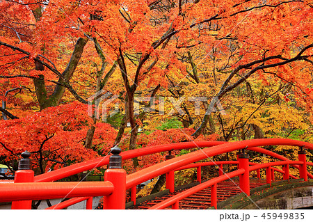Scarlet Maple And River Deer Bridge Ikaho Onsen Stock Photo