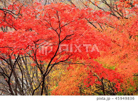 深紅のモミジ 伊香保温泉湯元 深紅のモミジ 伊香保温泉湯元 45949836