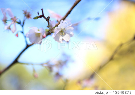 秋と桜 秋と桜 45949875