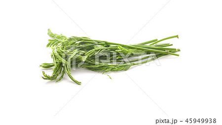 Leucaena on white Background Leucaena on white Background 45949938