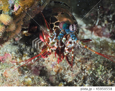 シャコ＠石垣島 45950558