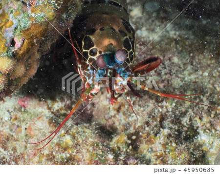 シャコ＠石垣島 45950685