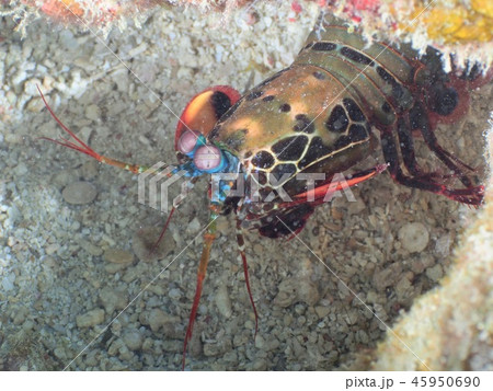 シャコ＠石垣島 45950690