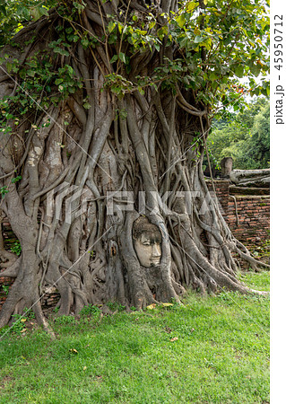 仏陀仏頭Buddha Head タイ石仏