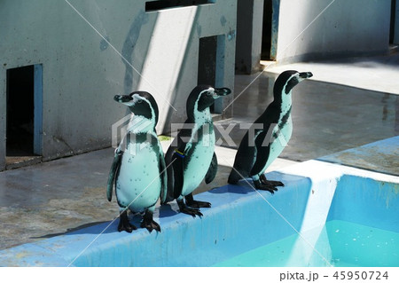 横浜近郊 45950724