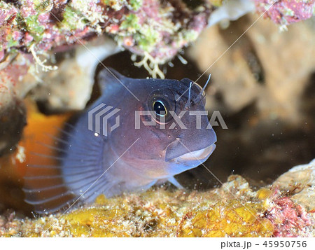 ジョーフィッシュ@石垣島 ジョーフィッシュ@石垣島 45950756