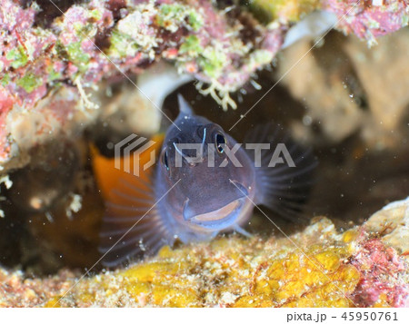 ジョーフィッシュ＠石垣島 45950761