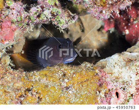 ジョーフィッシュ＠石垣島 45950763