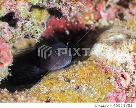 ジョーフィッシュ＠石垣島 45951702