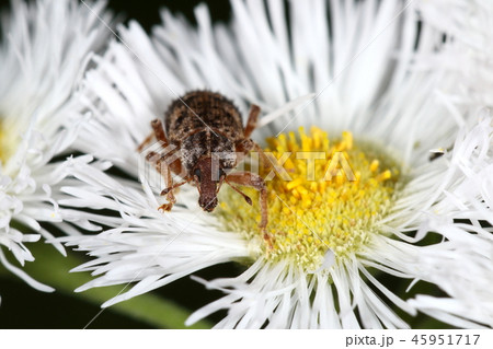 生き物　昆虫　ヤサイゾウムシ、正面顔。太くてがっしりした口吻をしています 45951717