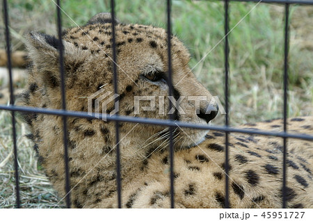 チーターの赤ちゃん 45951727