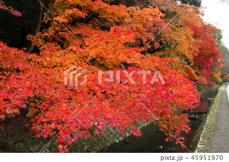 哲学の道 45951970