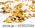 雪と銀杏の葉 45952504