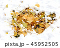 雪と銀杏の葉 45952505