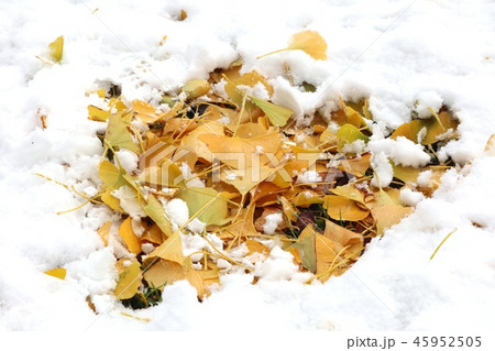 雪と銀杏の葉 45952505