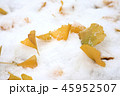 雪と銀杏の葉 45952507