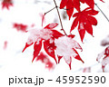 雪とモミジ 45952590