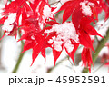 雪とモミジ 45952591