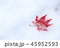 雪とモミジ 45952593