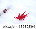 雪とモミジ 45952594