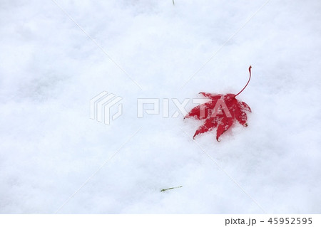雪とモミジ 雪とモミジ 45952595