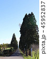 ポプラ並木 45952837