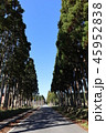 ポプラ並木 45952838