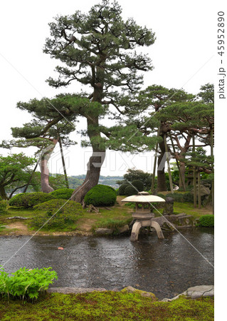 新緑の兼六園 45952890