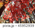 紅葉 45952939