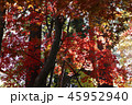 紅葉 45952940