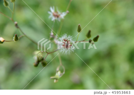 オニタビラコ 45953663