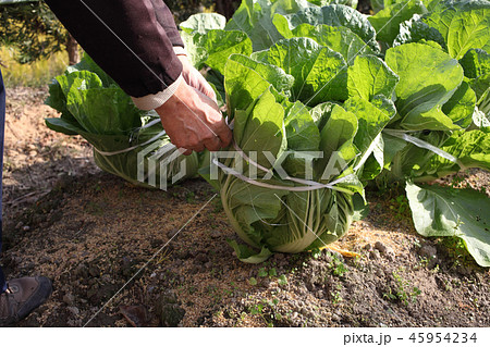 白菜の寒さ対策 45954234