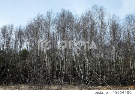 Dry tree 45954400
