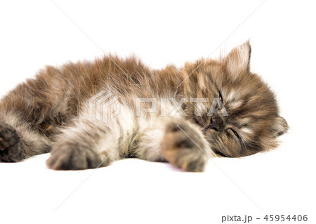 Gray kitten Gray kitten 45954406