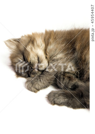 Gray kitten Gray kitten 45954407