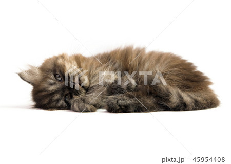 Gray kitten Gray kitten 45954408