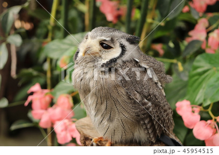 ミナミアフリカオオコノハズク ミナミアフリカオオコノハズク 45954515