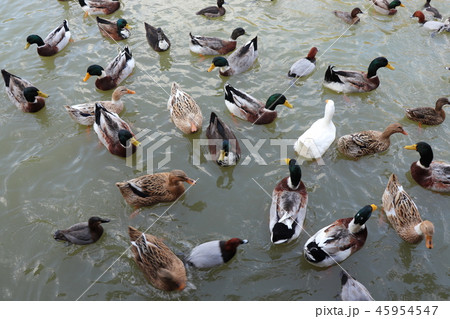 水鳥の食事 45954547