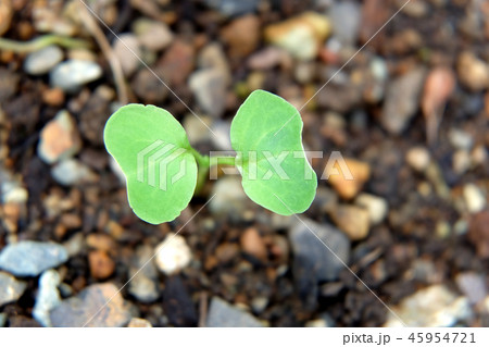ラディッシュ（二十日大根）の芽吹き（二枚葉） 45954721