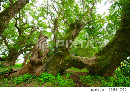 千本楠 千本楠 45954742