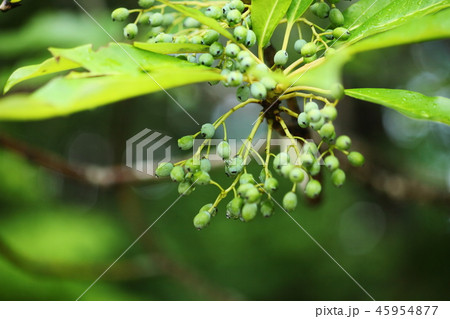 ユズリハの若い実 45954877