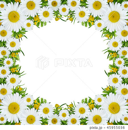 Wild flowers in square frame Wild flowers in square frame 45955036