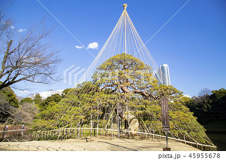 小石川後楽園　一つ松 45955678