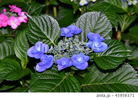 装飾花が青色の額咲きのアジサイの花序をクローズアップで撮影した写真 45956371