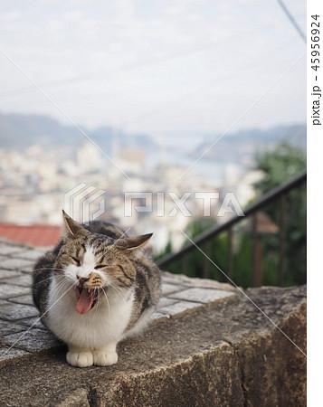 あくびする猫 尾道水道を望む風景 あくびする猫 尾道水道を望む風景 45956924